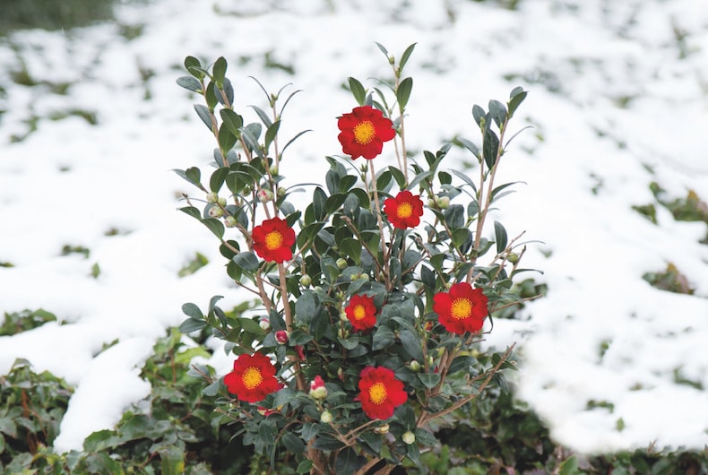 Camellia 'Yuletide' from Thompson & Morgan