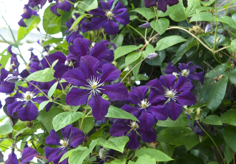 Clematis 'Etoile Violette' from Thompson & Morgan