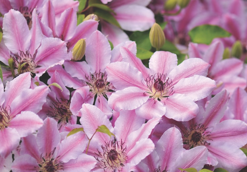 Clematis 'Nelly Moser' from Thompson & Morgan