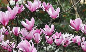 pink magnolias