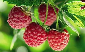 Closeup of raspberries on a plant