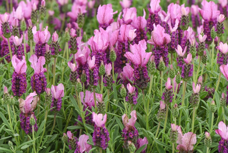 Lavender 'Pink Summer Improved' from Thompson & Morgan