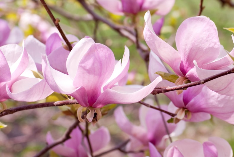 Magnolia 'George Henry Kern' from Thompson & Morgan