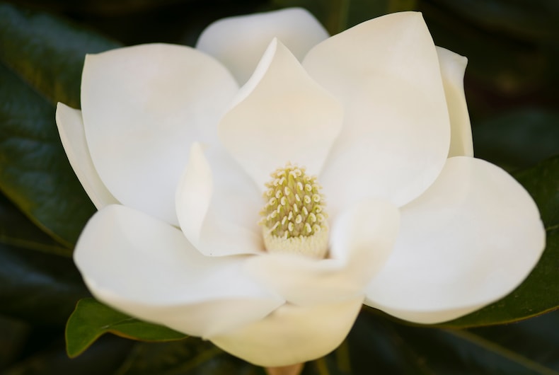 Magnolia grandiflora 'Alta' from Thompson & Morgan