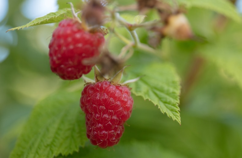 Raspberry 'Cascade Delight' (Summer fruiting) from Thompson & Morgan