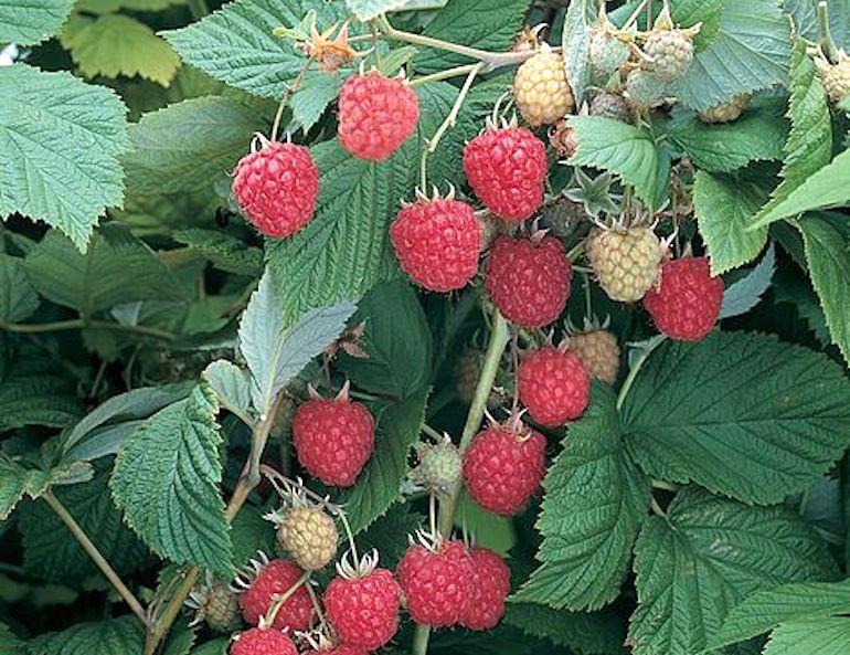 Raspberry 'Glen Ample' (summer fruiting) from T&M