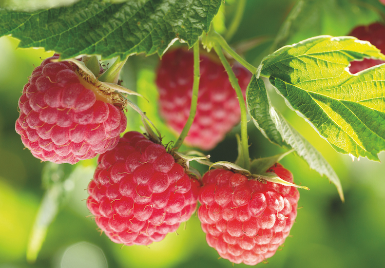 Raspberry 'Polka' (autumn fruiting) from T&M