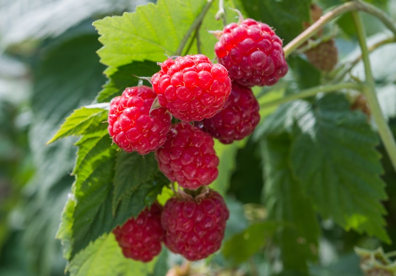 Group of summer fruiting raspberry