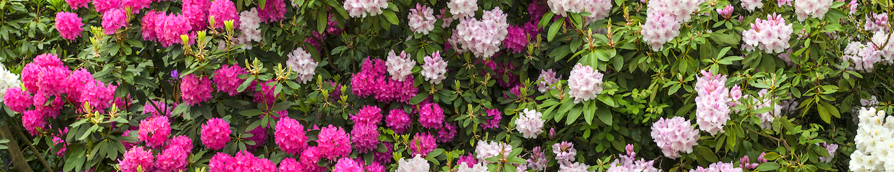flowering rhododendrons header