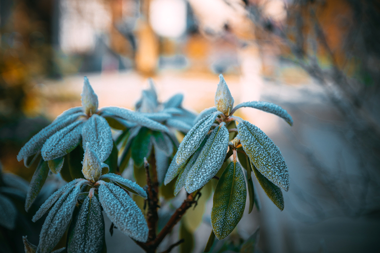 Frosty rhododendron in the winter