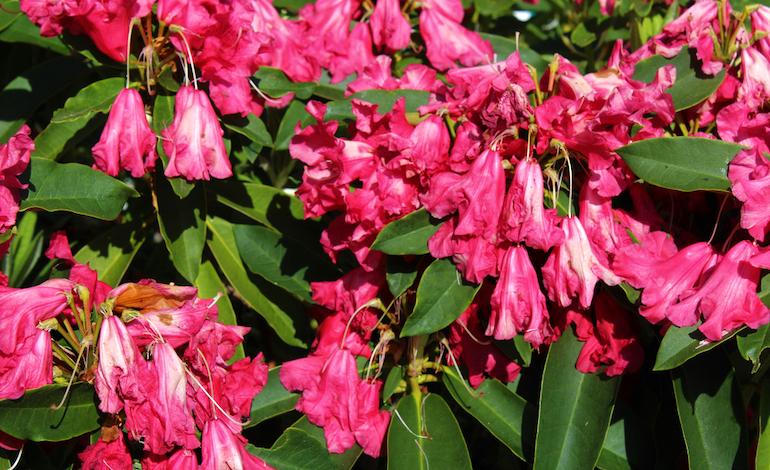 Rhododendrons at the end of their blooming life