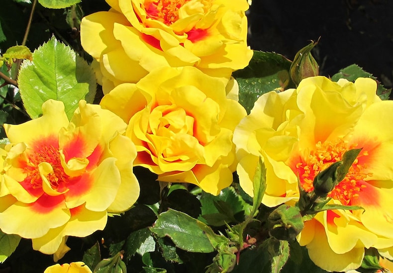 Collection of four yellow roses with red centres