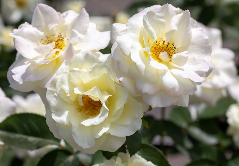 White shrub roses with yellow centre