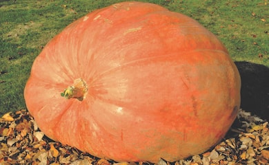 Pumpkin 'Dill's Atlantic Giant'