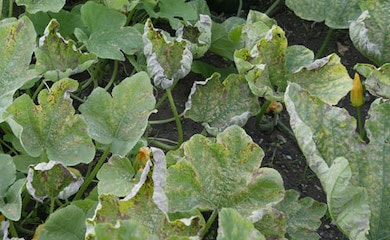 Powdery mildew on pumpkin leaves