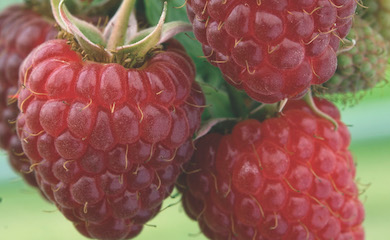 Raspberry 'Polka' from T&M