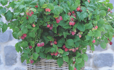 Raspberry âRuby Beautyâ (summer fruiting) from T&M