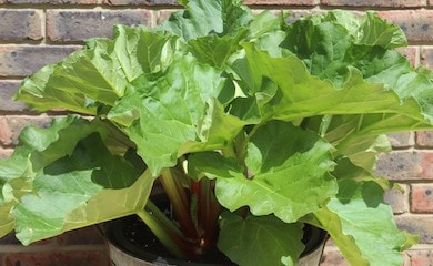 Green leaevs of rhubarb in container
