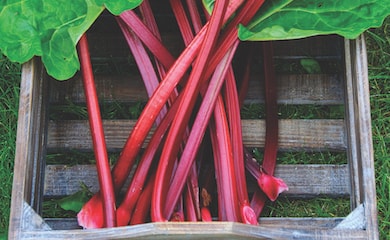 Red rhubarb stems in crate