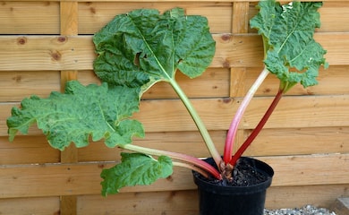 Rhubarb plant growing in black plastic container
