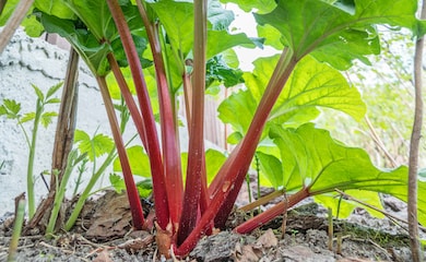 Rhubarb 'Polish Raspberry' growing in ground