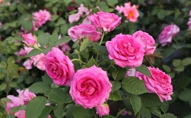 Rose 'Raspberry Cupcake' from T&M