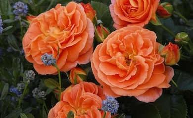 Group of peach and pink roses