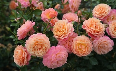Bright orange roses with purple flowers