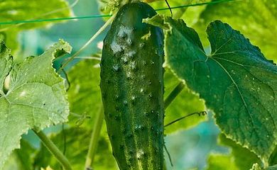 Cucumber 'Corentine' from Thompson & Morgan