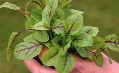 Sorrel 'Blood Veined' from Thompson & Morgan