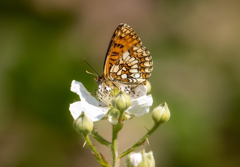 Brown friitillary butterfly on white flower