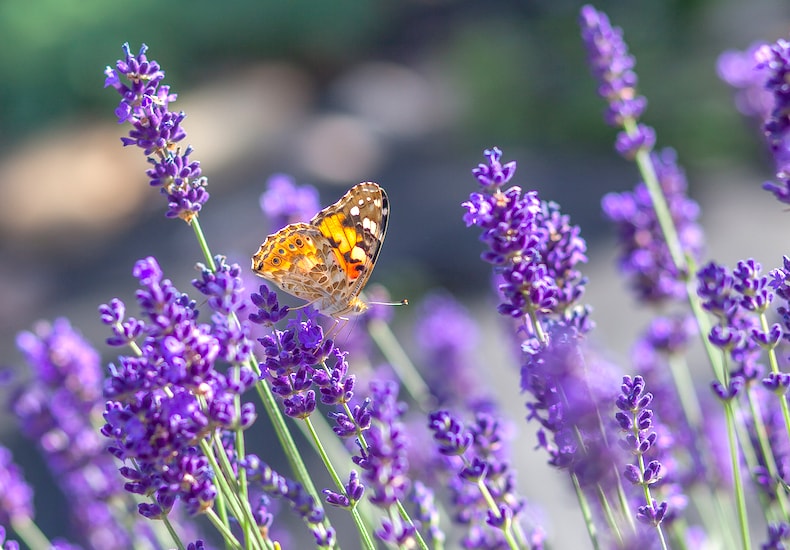Butterfly on purple lavender