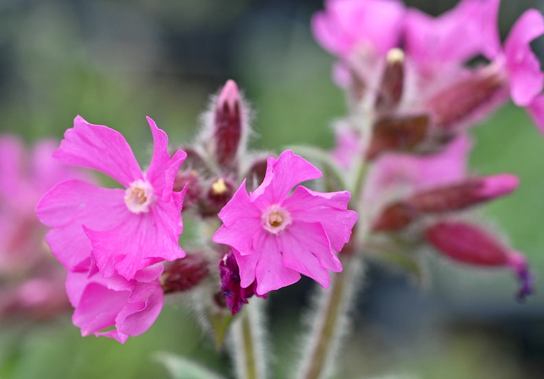 Closeup of red campion flowers