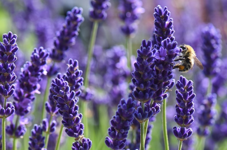 Bee sitting on lavender stem
