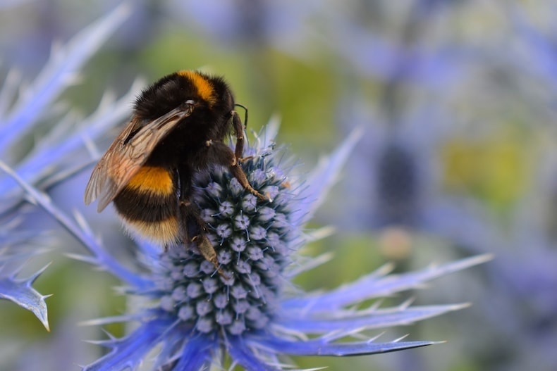 Bumblebee sitting on sea holly plant