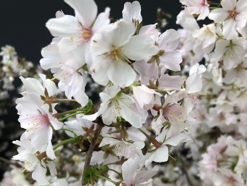 Closeup of white cherry blossom