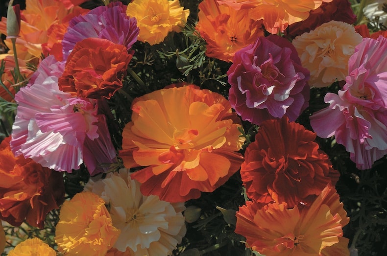 Colourful Californian poppy variety