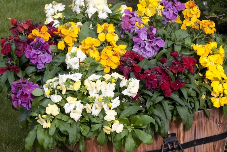 Wallflowers in containers