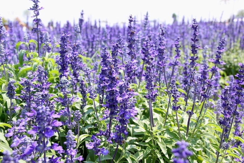 Purple field of hyssop