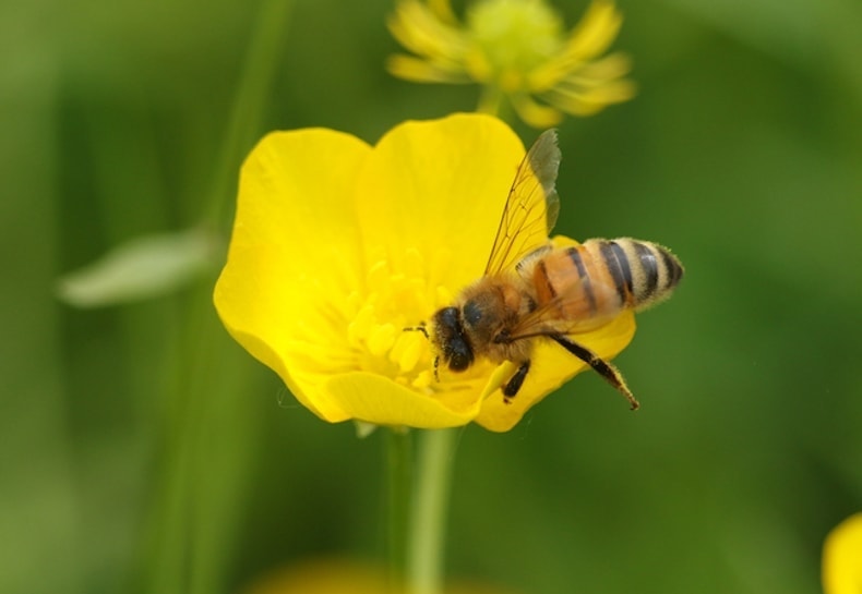Honeybee collecting pollen on buttercup