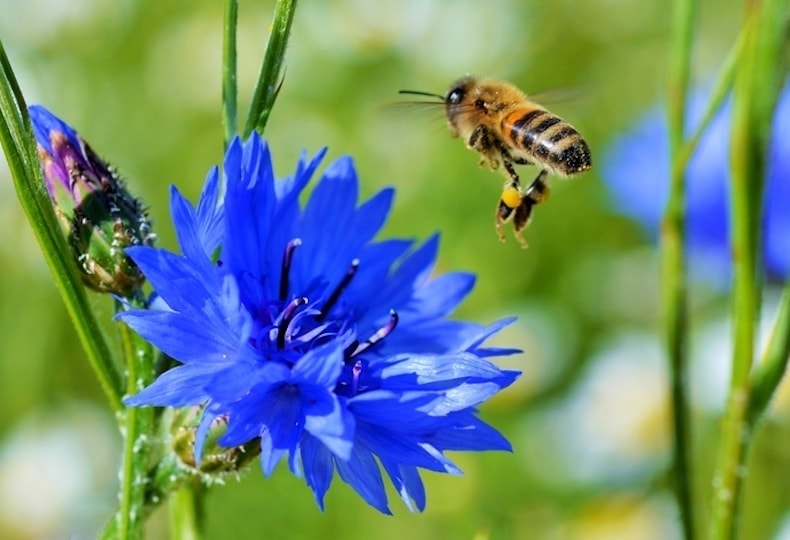 Solitary bee on blue flower