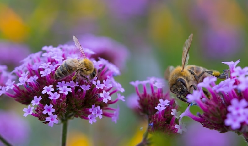 Two bees sitting on bee-friendly plant