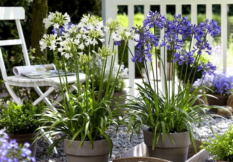 Agapanthus Blue & White Collection