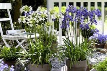 agapanthus