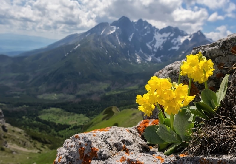 Alpine auricula flower