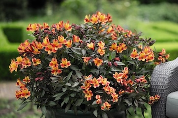 alstroemeria