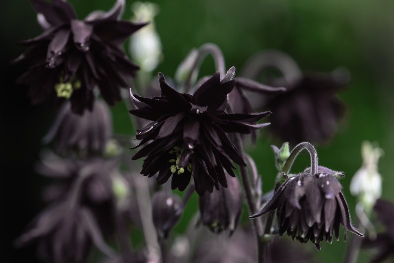 aquilegia vulgaris var. stellata blakc barlow