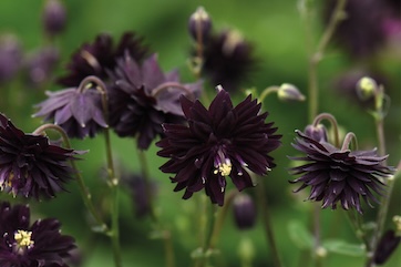aquilegia