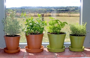 bamboo & rice plant pots & saucers