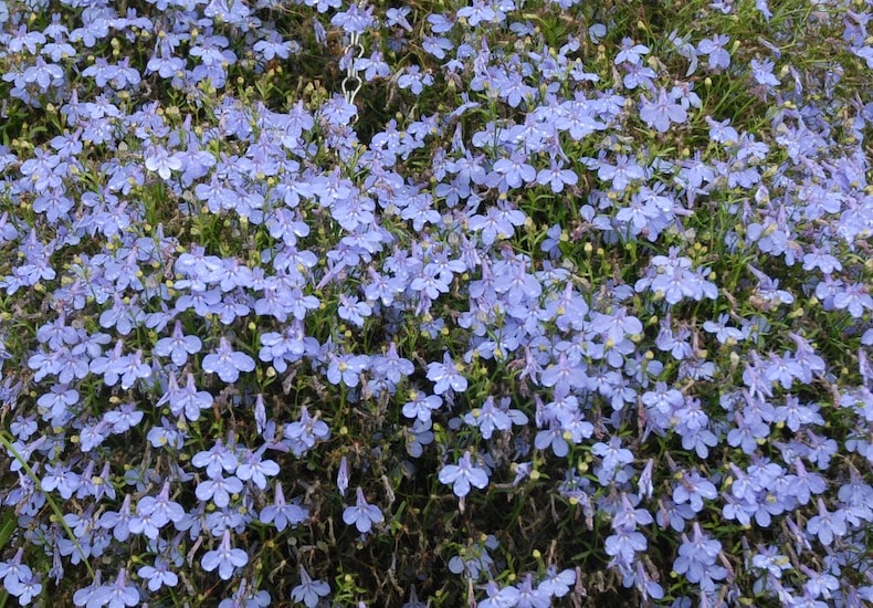 Blue lobelia flowers